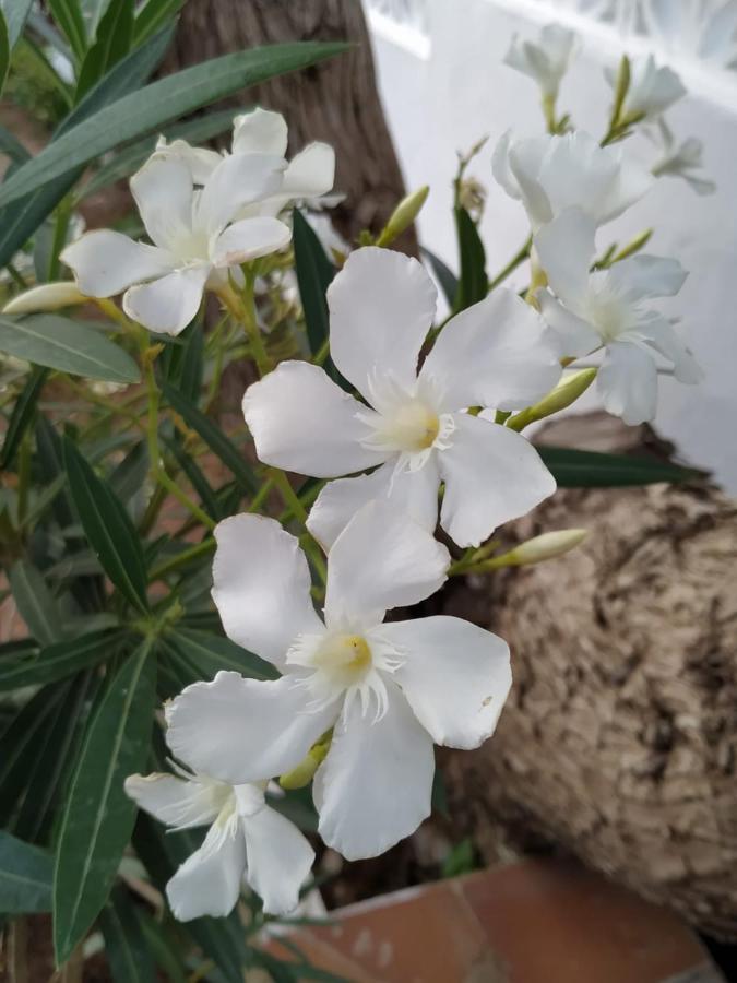 Starbal Love إس كاستيل المظهر الخارجي الصورة